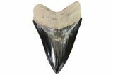 Serrated, Fossil Megalodon Tooth - Gorgeous Color #84151-1